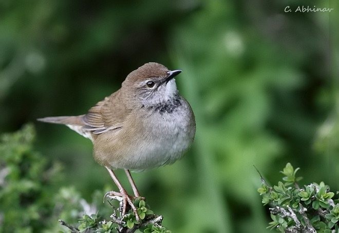 West Himalayan Bush Warbler - ML379568431