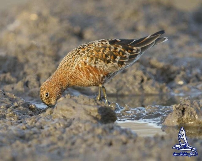 Curlew Sandpiper - ML379568661