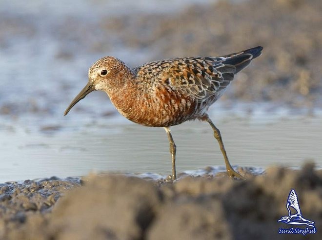 Curlew Sandpiper - ML379568671