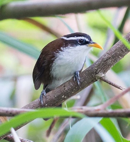 Sri Lanka Scimitar-Babbler - ML379568691