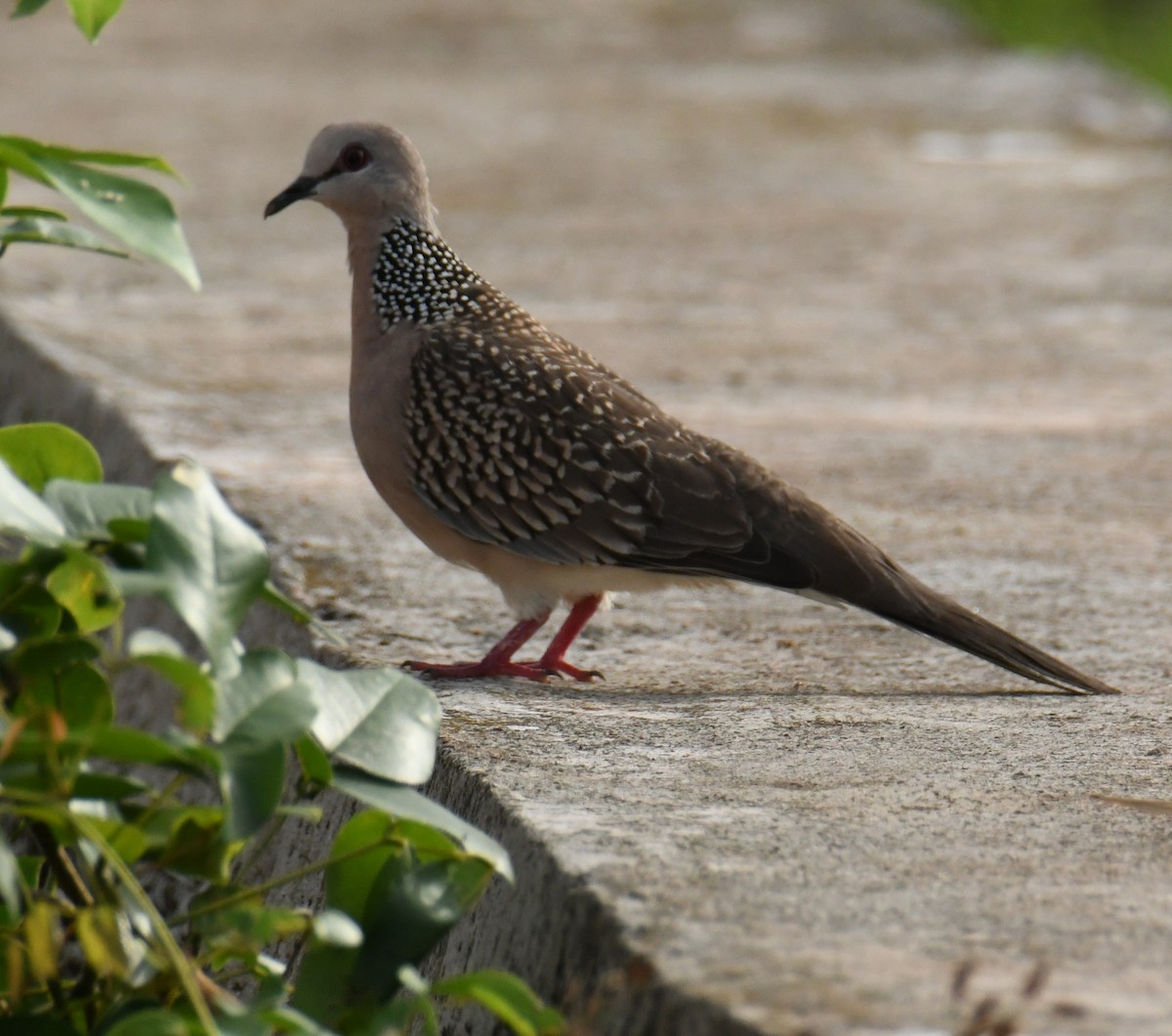 Spotted Dove - ML379568751