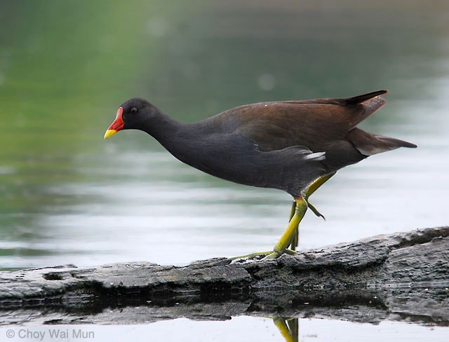 Gallinule poule-d'eau - ML379568841