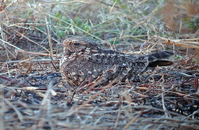 Savanna Nightjar - ML379569891