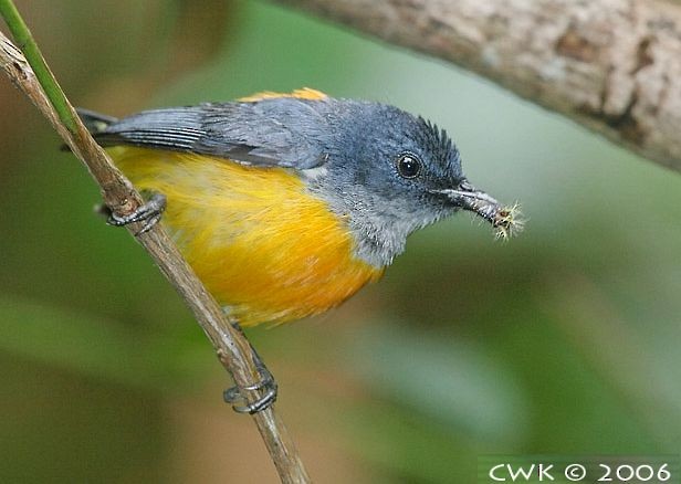 Orange-bellied Flowerpecker - ML379569911