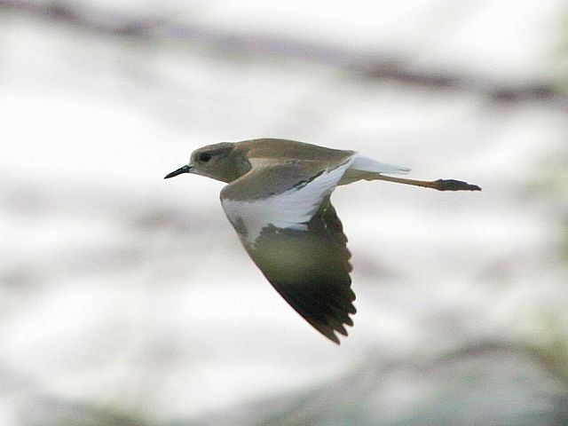 White-tailed Lapwing - ML379569951