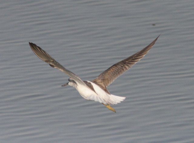 Common Greenshank - ML379570041