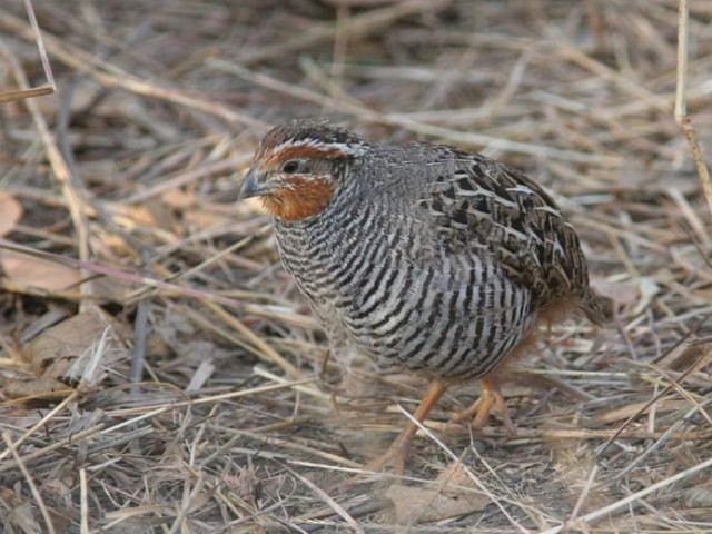 Jungle Bush-Quail - ML379570071