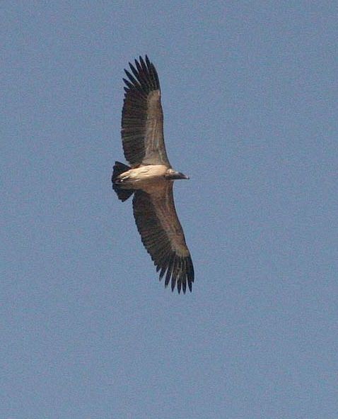 Indian Vulture - ML379570081