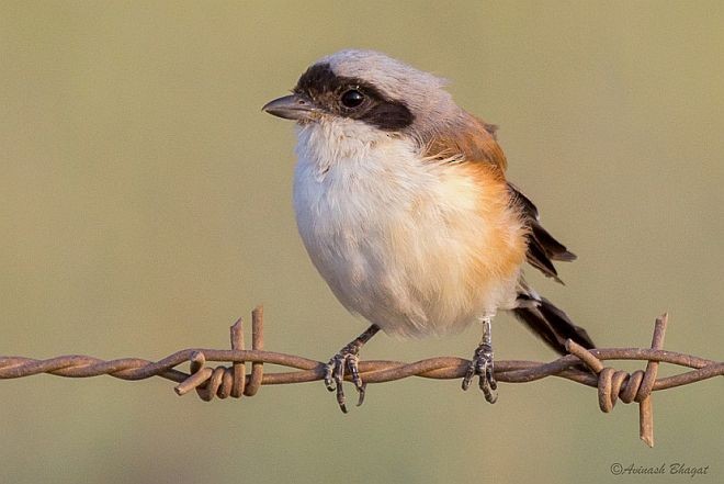 Bay-backed Shrike - ML379570251