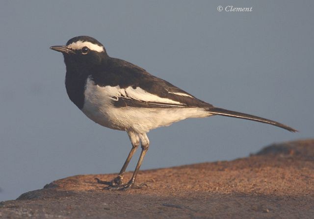 White-browed Wagtail - ML379570311