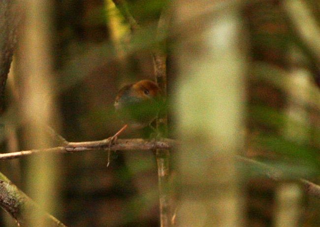 Russet-capped Tesia - Chris Gooddie