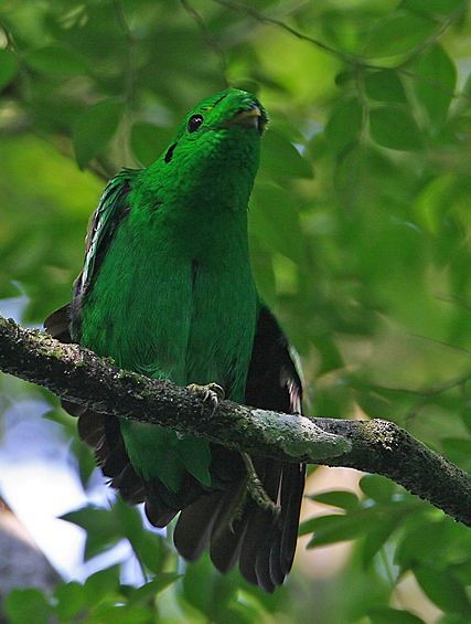 Green Broadbill - Mervin Quah