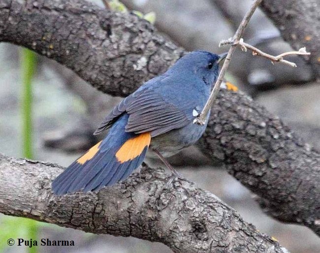 White-bellied Redstart - Puja Sharma