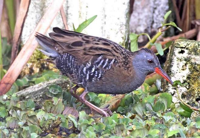 Water Rail - ML379570611