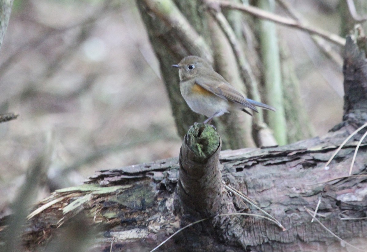 Red-flanked Bluetail - Alexander Lees