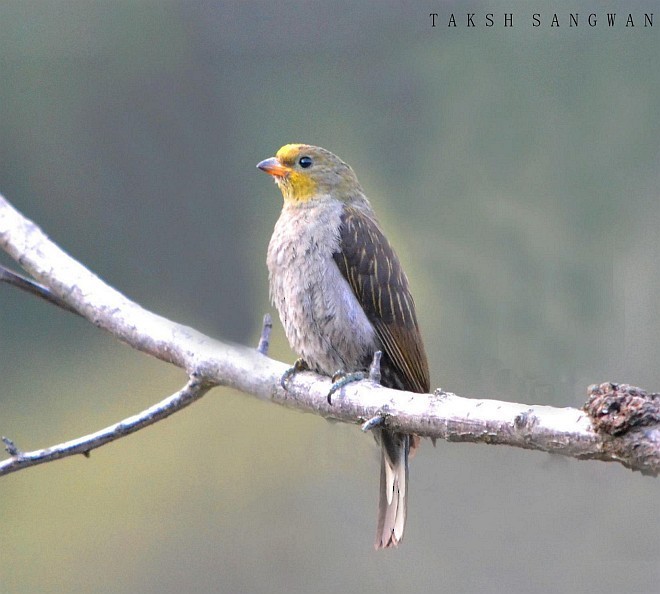 medozvěstka himálajská - ML379570721