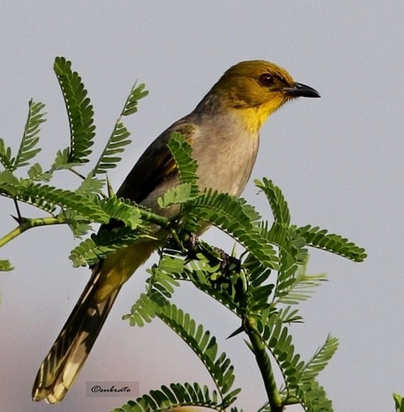 Yellow-throated Bulbul - ML379570761