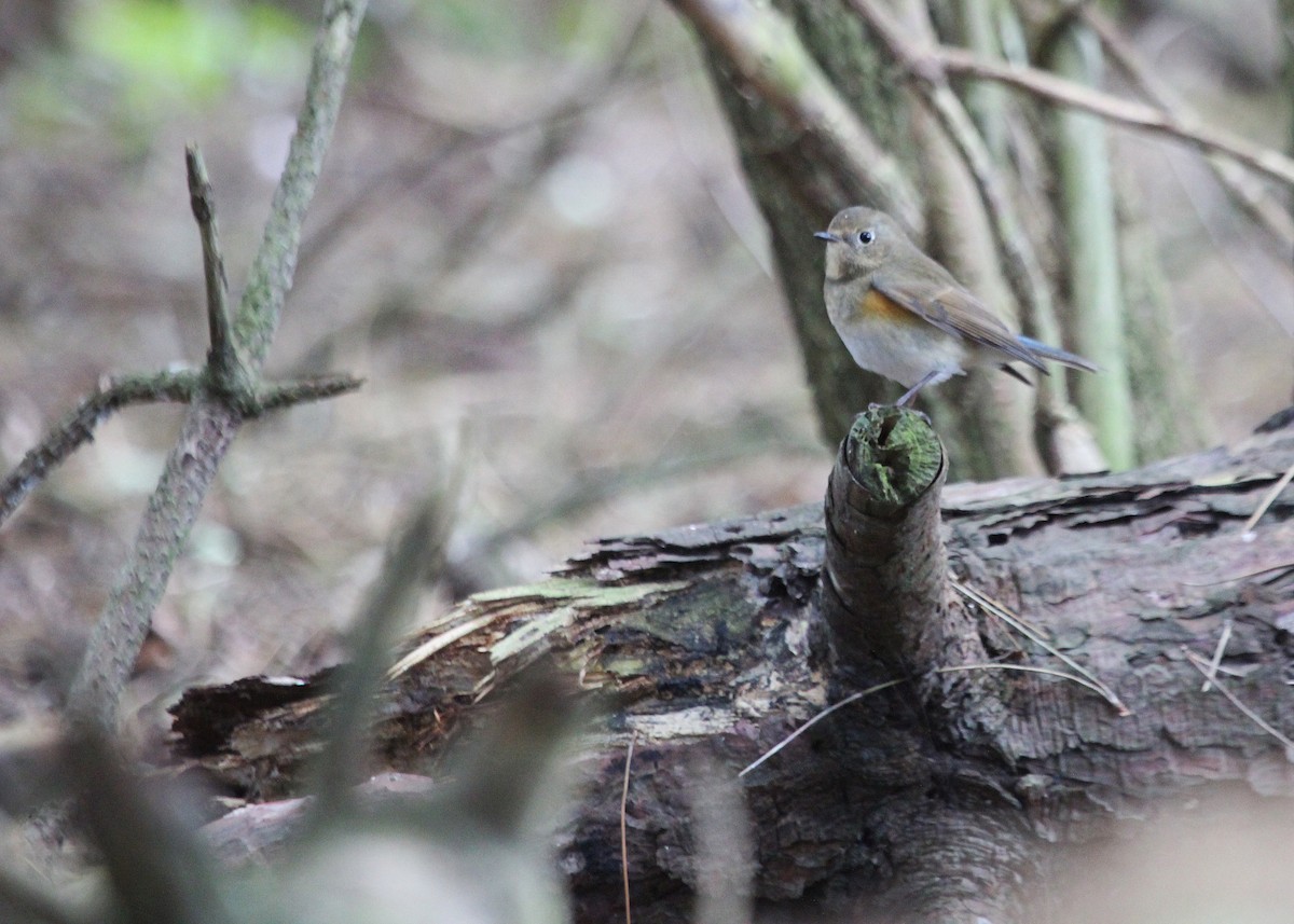 Robin à flancs roux - ML37957081