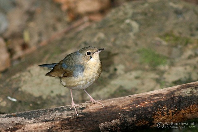 Siberian Blue Robin - Woraphot Bunkhwamdi