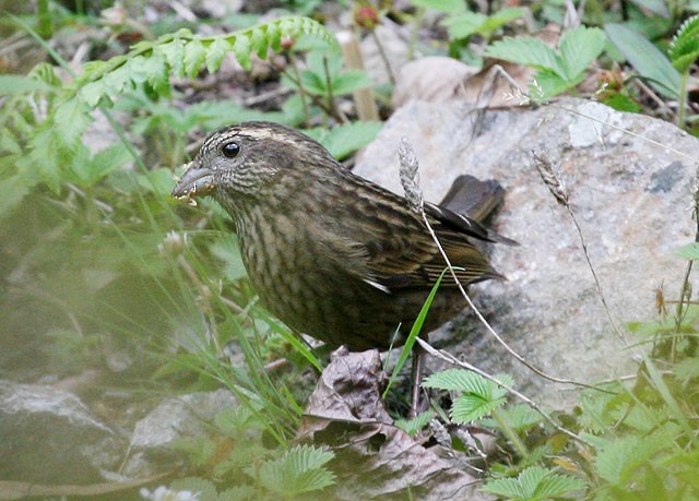 Dark-rumped Rosefinch - ML379571931