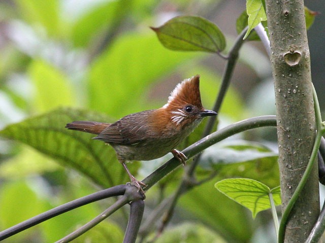 White-naped Yuhina - ML379571941