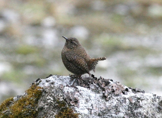 Eurasian Wren (Eurasian) - ML379571951