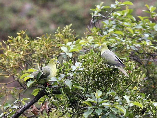 Wedge-tailed Green-Pigeon - ML379571981