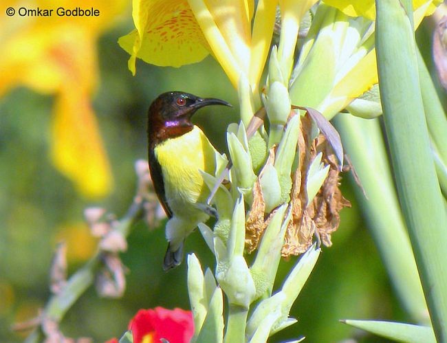 Purple-rumped Sunbird - ML379572011