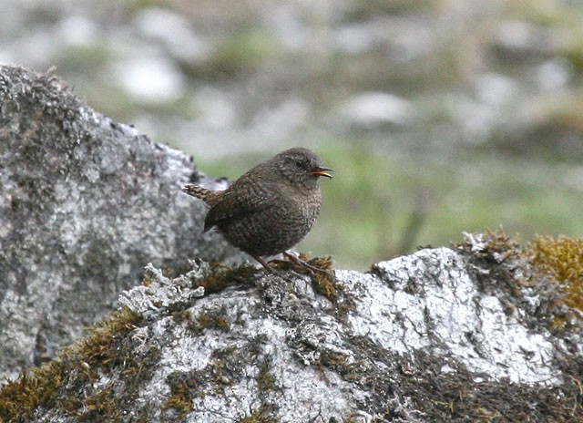 Eurasian Wren (Eurasian) - ML379572041