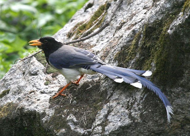 Yellow-billed Blue-Magpie - ML379572051
