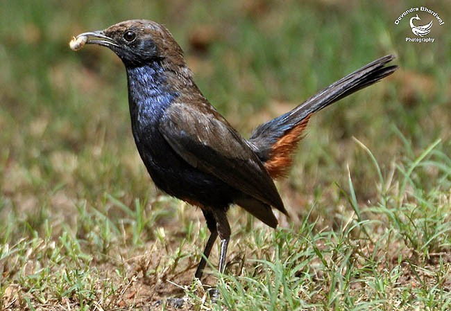Indian Robin - ML379572741