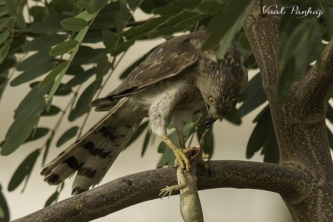 タカサゴダカ - ML379572781