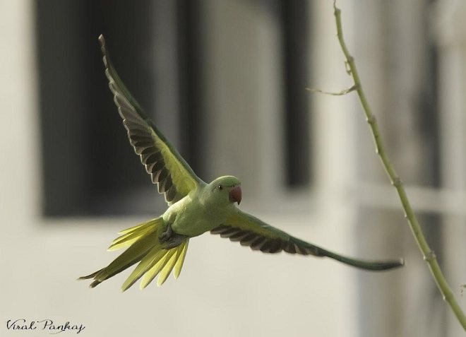 Rose-ringed Parakeet - ML379572791