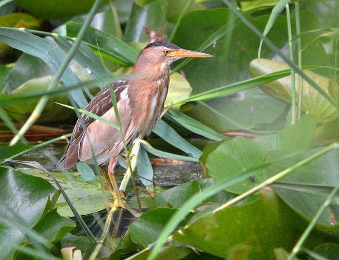 bukáček malý (ssp. minutus) - ML379572911