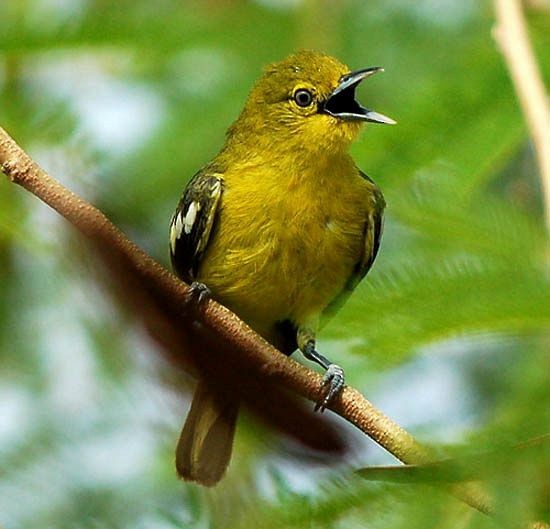 Common Iora - ML379573861