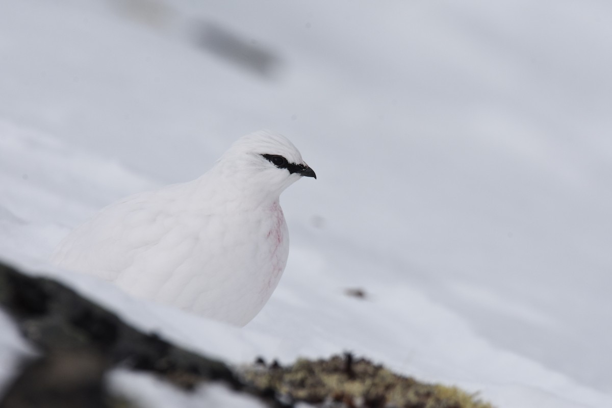 Rock Ptarmigan - ML379574021