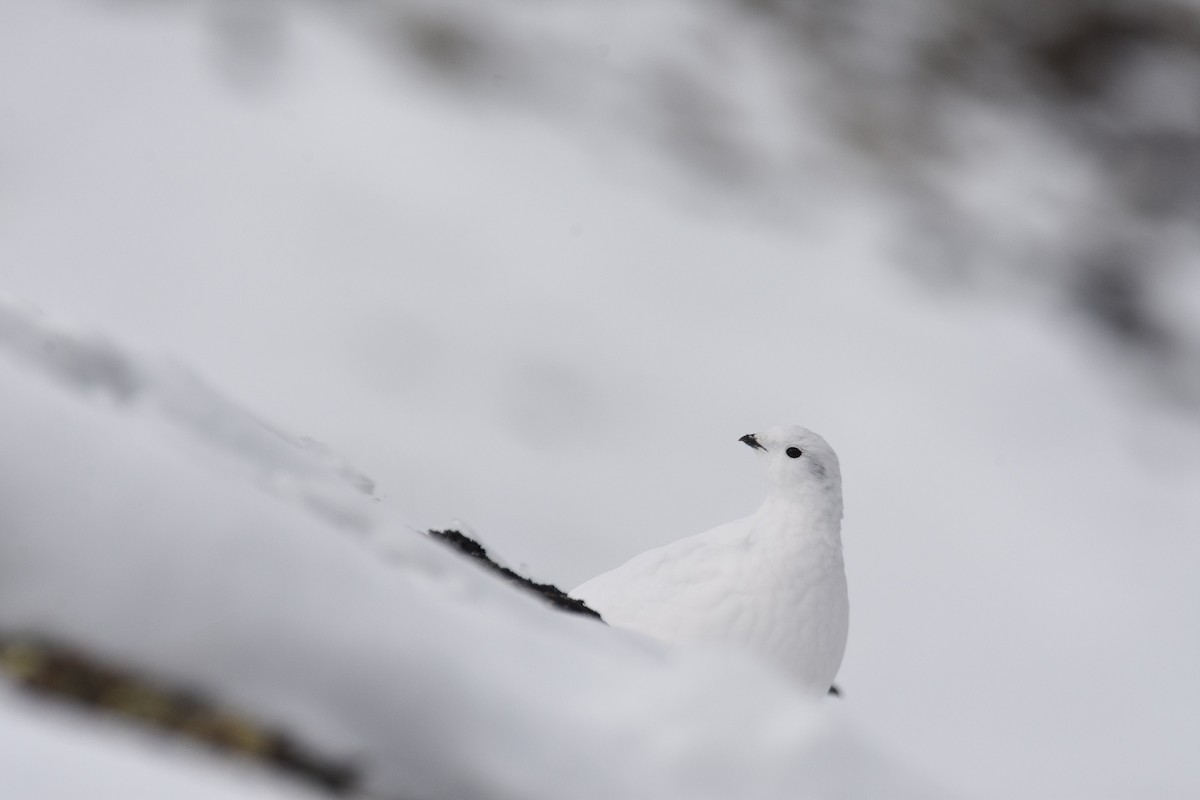 Rock Ptarmigan - ML379574061