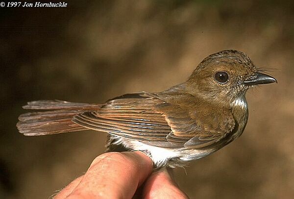 Negros Jungle Flycatcher - ML379574781