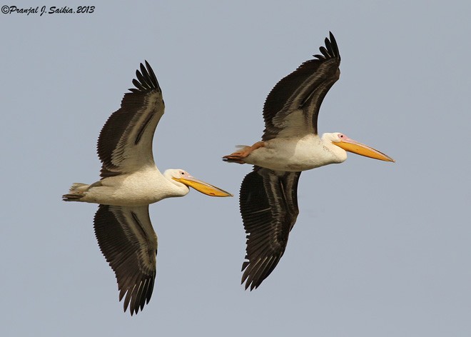 Great White Pelican - ML379575021