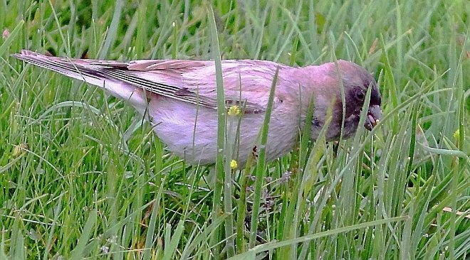 Black-headed Mountain Finch - ML379575101