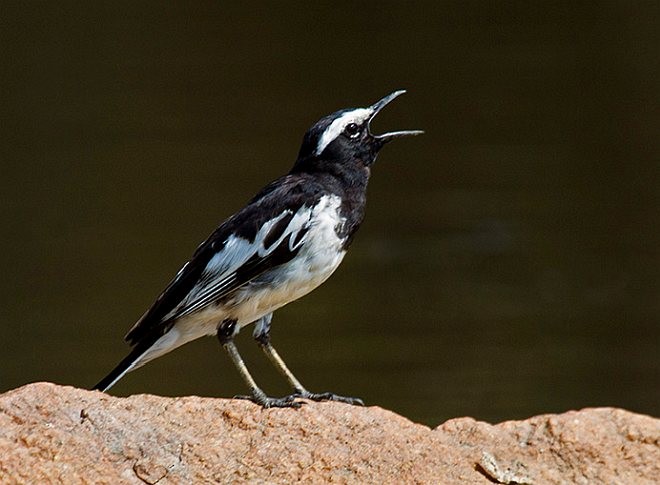 White-browed Wagtail - ML379575301