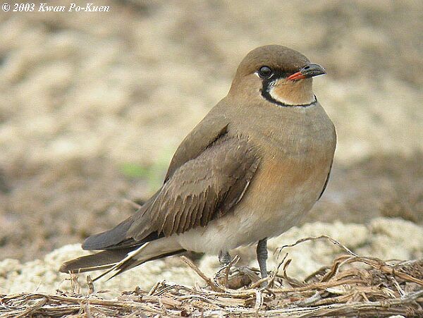 Oriental Pratincole - ML379575341
