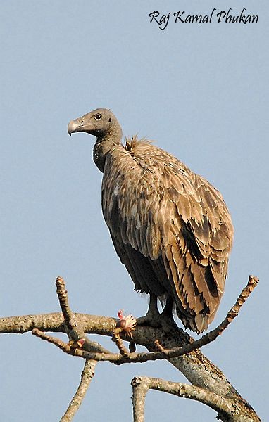 Slender-billed Vulture - ML379575901
