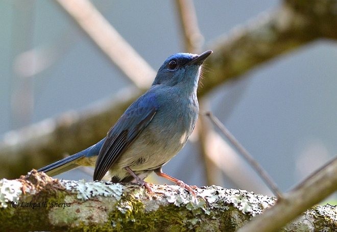 Pale Blue Flycatcher (Unicolored) - ML379575931