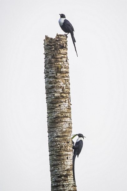 White-necked Myna (Northern) - ML379576171