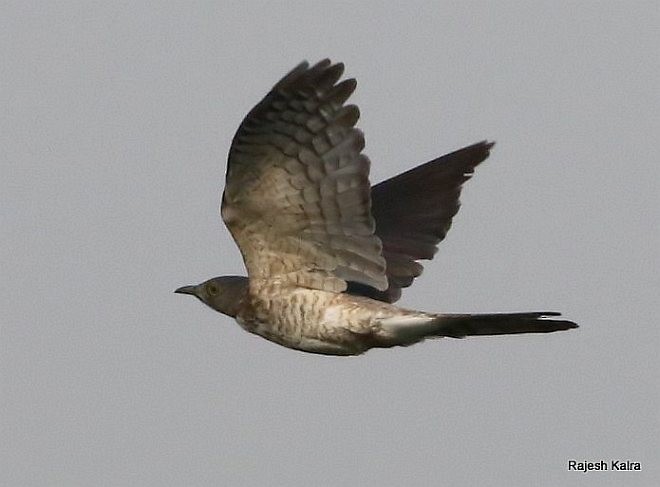 Common Hawk-Cuckoo - ML379576201