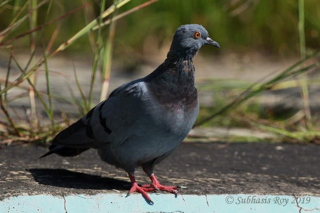 Rock Pigeon (Feral Pigeon) - ML379576261