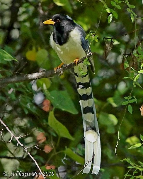 Yellow-billed Blue-Magpie - ML379576281