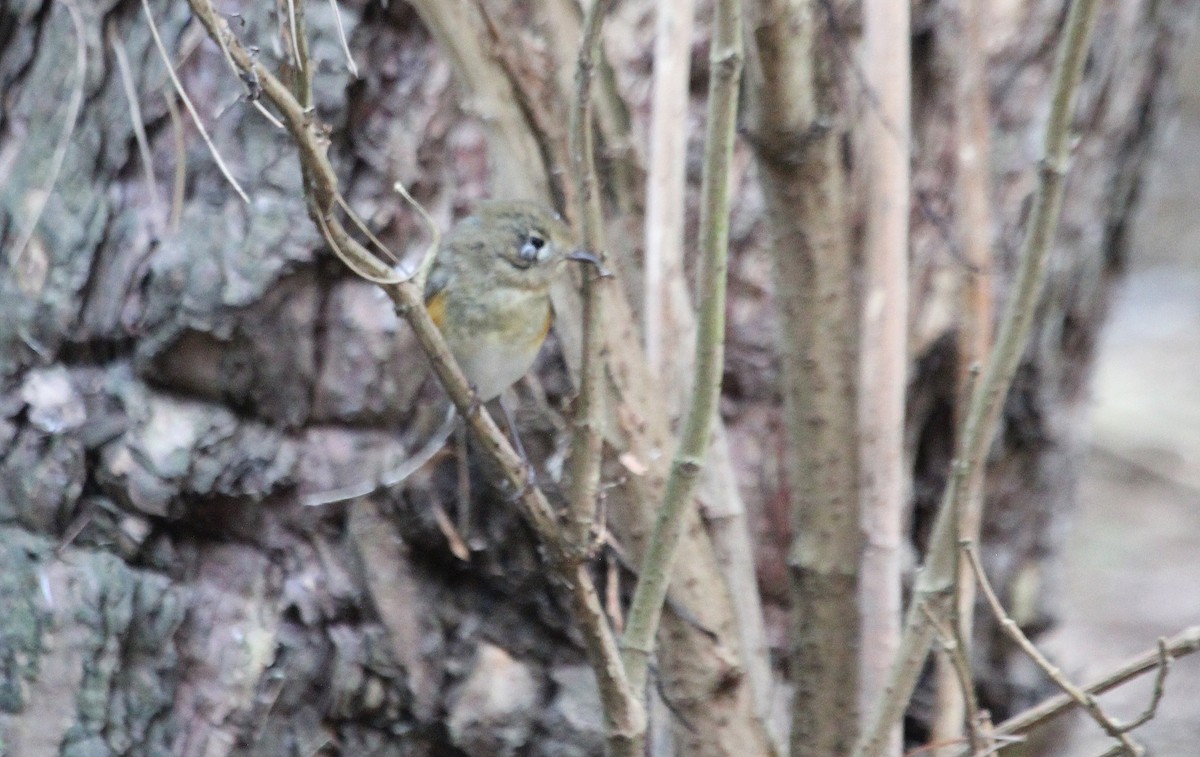 Red-flanked Bluetail - Alexander Lees