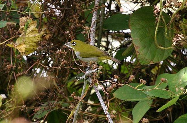 Ashy-bellied White-eye - ML379576631